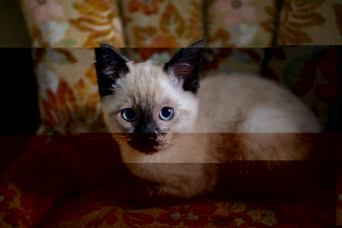 シャム猫.jpg